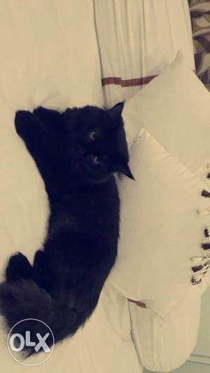 Black persian cat for sale semi punch face