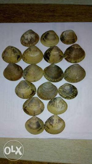Brown Sea Shells sippy