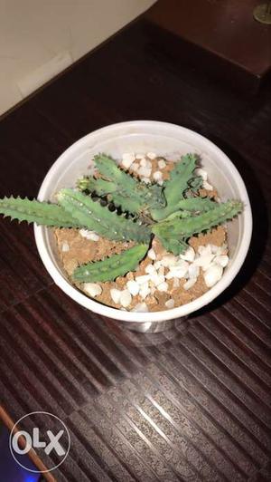 Cactus Plant With White Pot