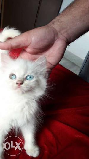 Cute and healthy kitten available in different