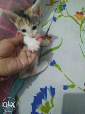 Cute kitten for sale... 1 mnth old..