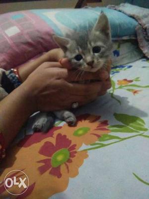 Cute kitten for sale one mnth old price negotiable