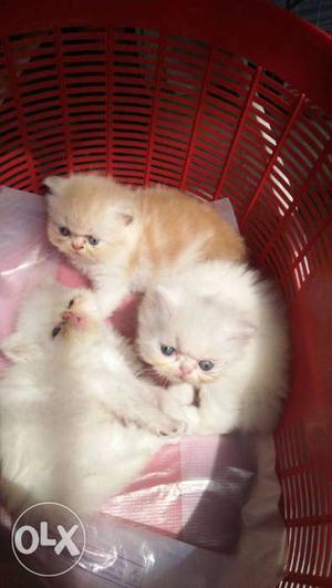 Extreem punch kittens pure white and light brown