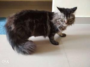 Grey And Black Long Persian breed one year old