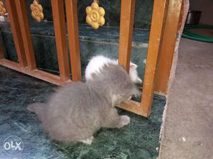 Grey Mid-coated Kitten