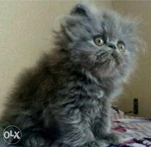 Grey Persian Kitten (1 month 17 days Old,Male)