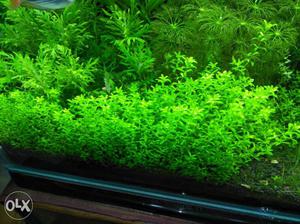HM aquarium carpet plant for sell at cheap price