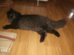 Hybrid persians available