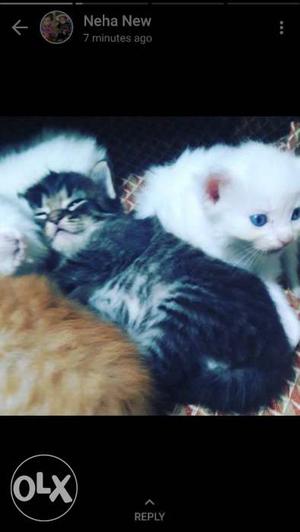 I want to sell 3 persian cats for 