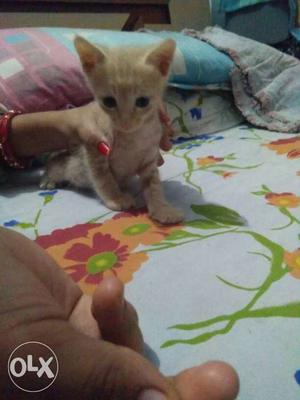 Kitten for sale... one mnth old