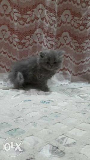Long-fur Grey Kitten