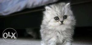 Looking for to buy a baby Persian cat..