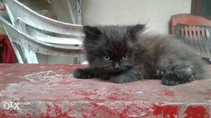 Medium-coated Black Kitten