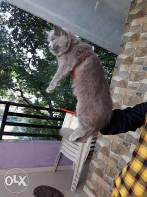 Medium-fur Gray Cat