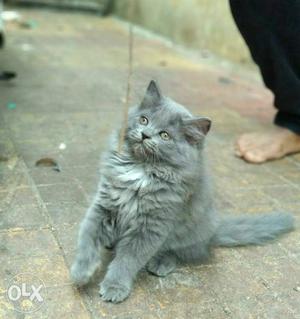 Medium-fur Grey Cat