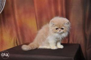 Persian best furry kittens in Goa