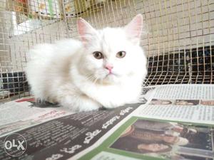 Persian cat 5 months old.. Female... Urgent sell