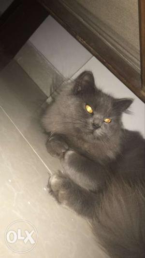 Persian cat Grey