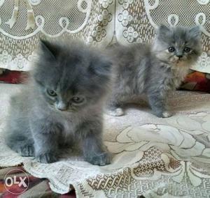 Persian cat Kitten Triple coat male & female