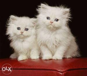Persian cats available at cheaper price Plzz