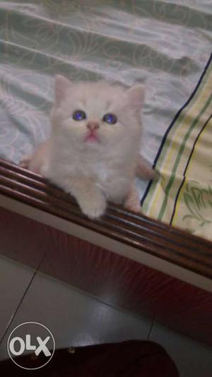 Persian cats per  very playfull double