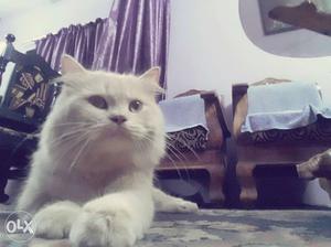 Persian doll face cat for mating