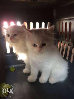 Persian kittens