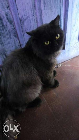 Short-fur Gray And Black Cat