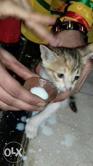 Short-fur Grey And White Kitten