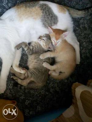 Short-fur White, Brown And Black Cat And Two Kittens