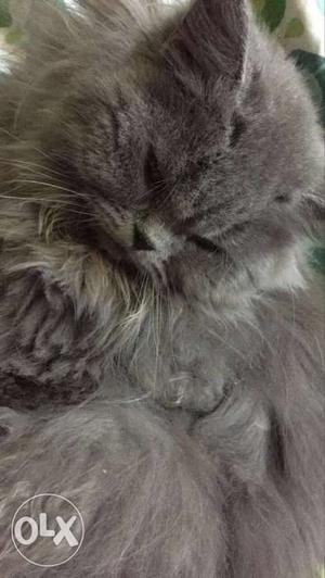 Siberian grey punch face male persian cat