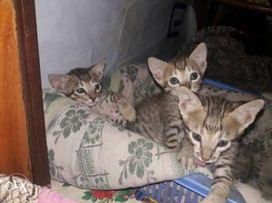 Three Silver Kittens