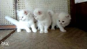 Three White Kittens.2female.1male