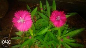 Two Pink Petaled Flowers