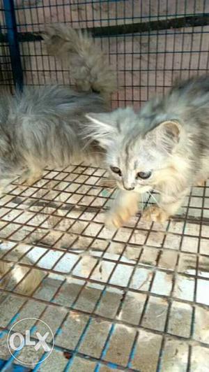 Two Silver Tabby Kittens.male.female