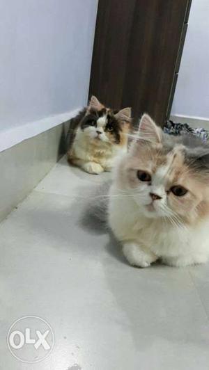 Two White Calico Cats