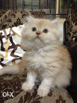 We have Persian kitten, high breed, doll face