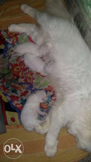 White Cat With Kittens