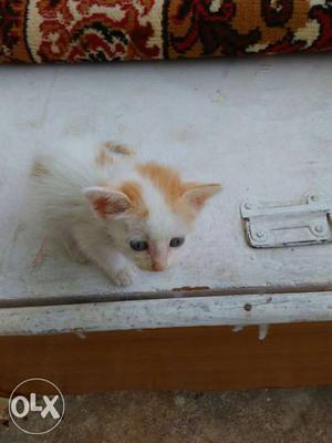 White and brown color cat