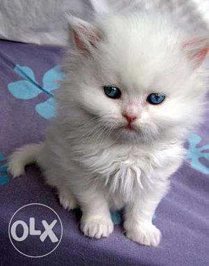 White persian kittens blue eyes 3months old best
