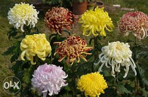 Yellow, White, And Pink Spider Mums Flowers