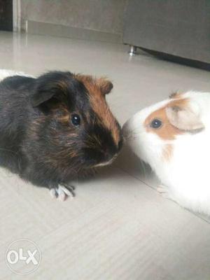 Guinipig it is very small pet for home