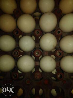 Organic Eggs Pure