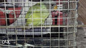 Sale one fultusi bird. age only 3 months.