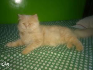 2 Years Old Brown Persian Cat