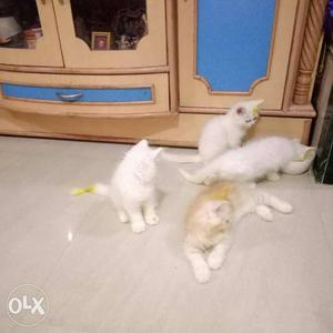 2 baby white cute persian cats available age 2
