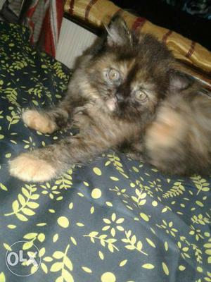 2 female Persian cat very playfull very active