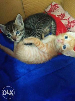 2 kittens..ek ka price  hai...