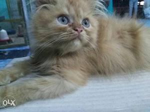 2 months semi punch female cat for sale