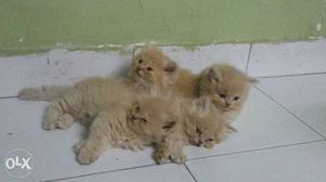 2months  per kittens male